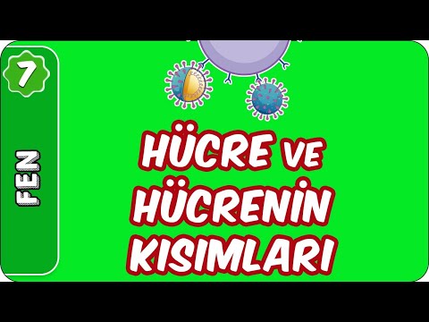 Hücre ve Hücrenin Kısımları | 7. Sınıf Fen #evokul Kampı