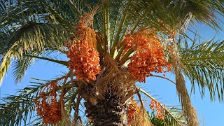 Amazing Medjool Dates Fruit Farming and Factory - in jordan