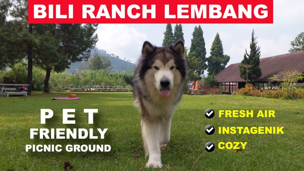 BILI RANCH LEMBANG BANDUNG Tempat Piknik PET FRIENDLY Yang Nyaman dan