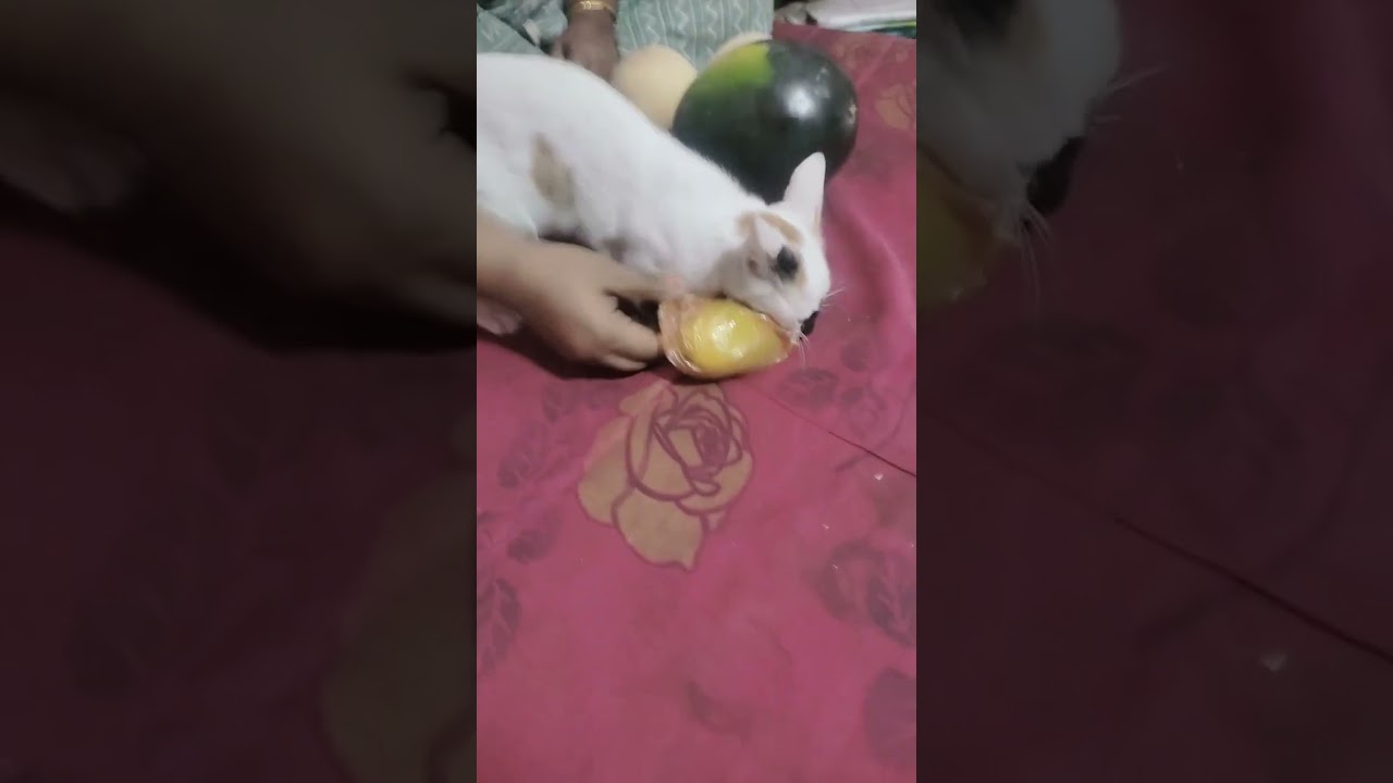 o my cute panther 😺🤣🤣😍😍😍😍