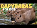 Capybara Quiz