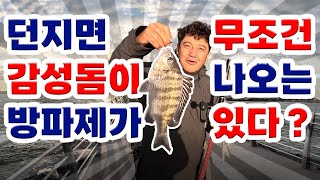 감성돔 포인트!! 알려지면 안되는데 구독자님들께 공개하겠습니다