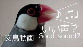 桜文鳥ほーちゃん vs 桜文鳥ちゅん太　さえずり比較 文鳥動画 Java sparrow's chirp