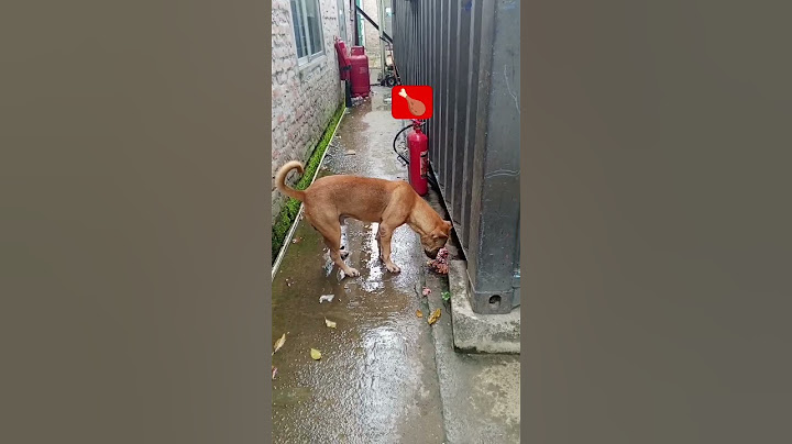 Elza love to eat chicken #dog 🍗 #pets