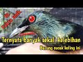 10 Fakta unik .Burung Cucak keling#burung Perling Kumbang