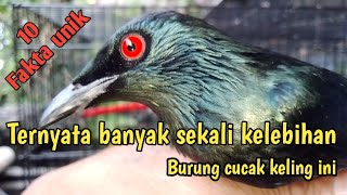 10 Fakta unik .Burung Cucak keling#burung Perling Kumbang