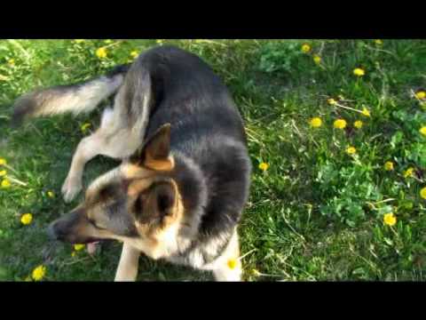 Thor the German Shepherd