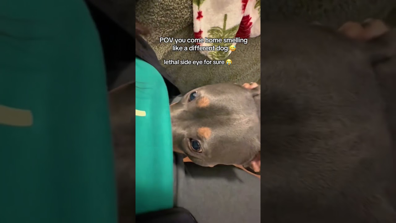 Jealousy Level: Professional 👀🐕💅