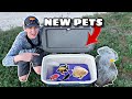 CATCHING RARE AQUARIUM FISH for MY FISH TANK!