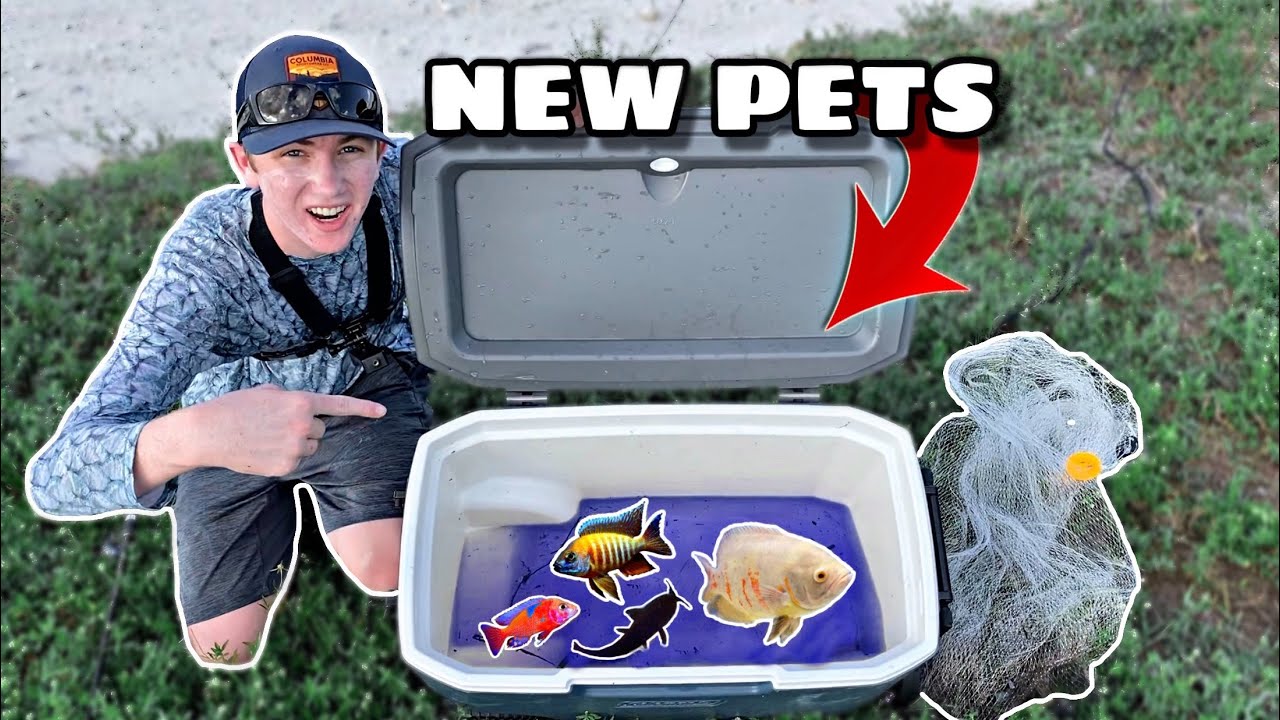 CATCHING RARE AQUARIUM FISH for MY FISH TANK! - YouTube