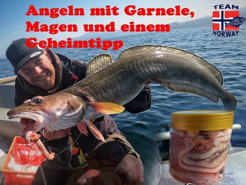 Angeln mit Garnele,