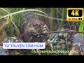 Tự Truyện của Tôm Hùm Lobster | Khám Phá Cuộc Phiêu Lưu Dưới Đại Dương