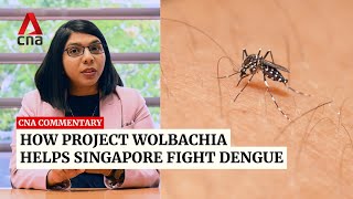 How Project Wolbachia helps Singapore fight dengue | Commentary