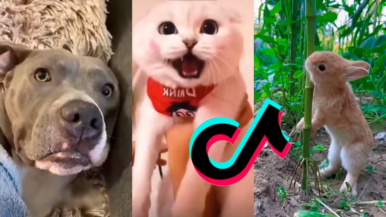 Compilation of TikTok funny animals #22 - YouTube