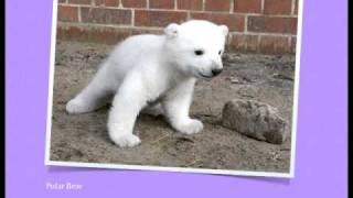 Zoo Animals Book
