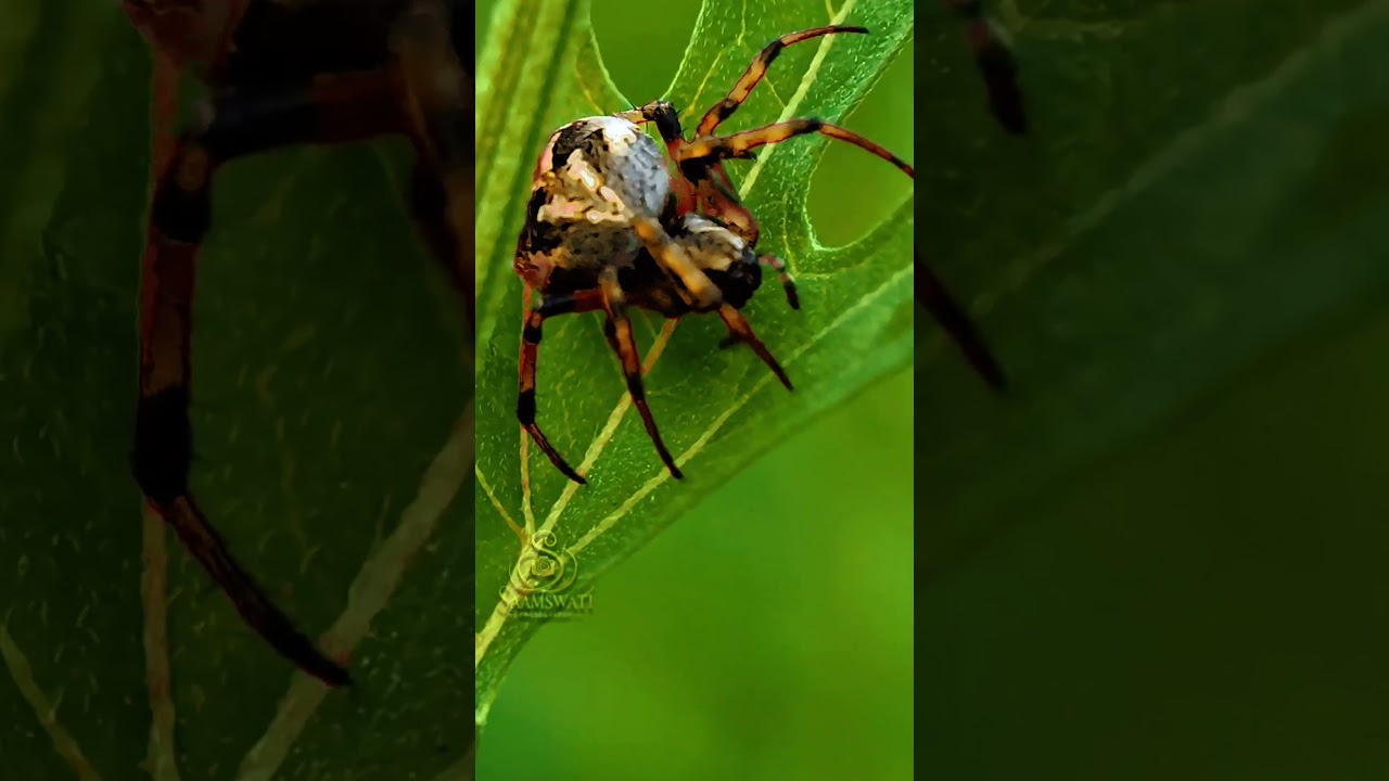 have you ever seen the macro of spider and Robberfly