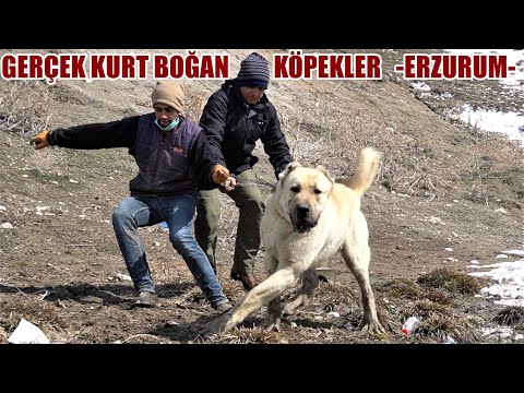 GERÇEK KURT BOĞAN KÖPEKLER ! ERZURUM TEKMAN ! ANADOLU ÇOBAN KÖPEĞİ, AKBAŞ, MALAKLI, SİVAS KANGAL DOG