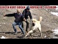 GERÇEK KURT BOĞAN KÖPEKLER ! ERZURUM TEKMAN ! ANADOLU ÇOBAN KÖPEĞİ, AKBAŞ, MALAKLI, SİVAS KANGAL DOG