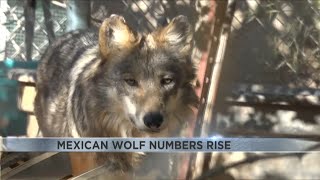Mexican gray wolf numbers rise: Conservationists rally for wildlife recovery