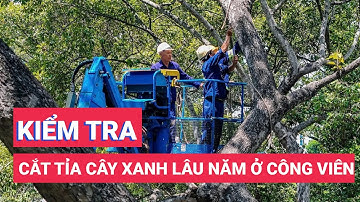 Tổng kiểm tra, cắt tỉa cây xanh lâu năm tại công viên Tao Đàn