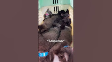 Woman Rescues Six Tiny Kittens From A Parking Garage | The Dodo