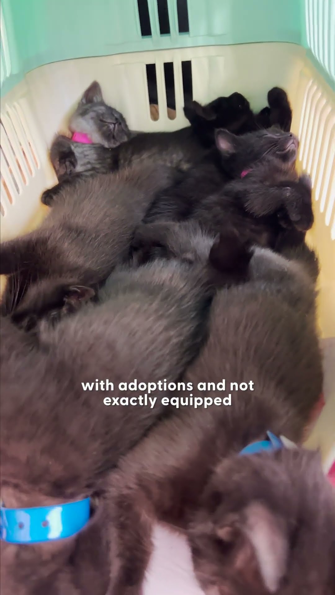 Woman Rescues Six Tiny Kittens From A Parking Garage | The Dodo