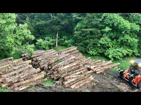 Video: Cedertyper (27 Fotos): Canadiske Røde Og Dværg Sorter, Gråd Og Sorter Af Blå Og Grønne Cedertræer