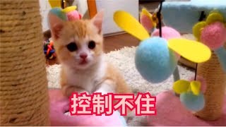 一只奶萌的小橘猫，看见粉粉的玩具，小jiojio就控制不住了 by 大爱猫咪控 20 views 4 years ago 1 minute, 30 seconds