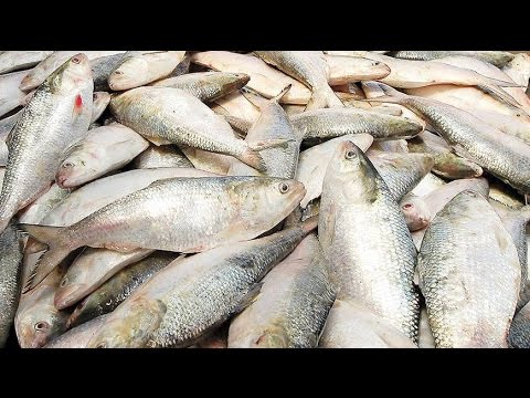 Documentary Film Video Of Bangladesh National Fish Ilish Youtube