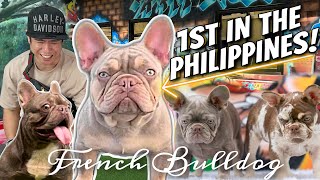 ANDITO NA! UNA AT NAGIISA SA PILIPINAS • UK IMPORT FRENCH BULLDOG • MALUPIT NA KENNEL! Sam Walastik