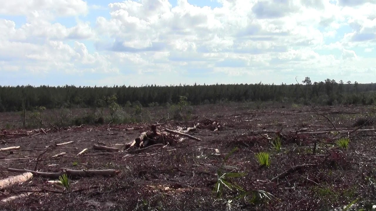 deforestation in northern florida YouTube
