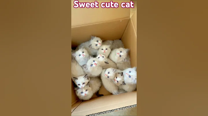 Watch the video about Funny sweet 💖💖cute 😺😺cat videos🐈🙀 #cat🙀🙀 #anmals #cuteanimal💖🐈🙀 #funny💖🐱 #cutepe🐱💖t #pets 🐱😺🐈