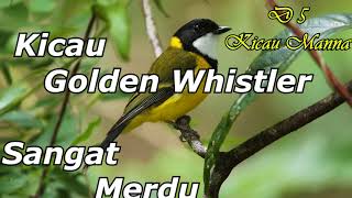 Kicau Burung Golden Whistler Suara JERNIH Sangat COCOK Buat Masteran