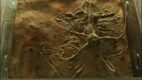 26 Dec. 2010 Ophionotus victoriae bioturbation