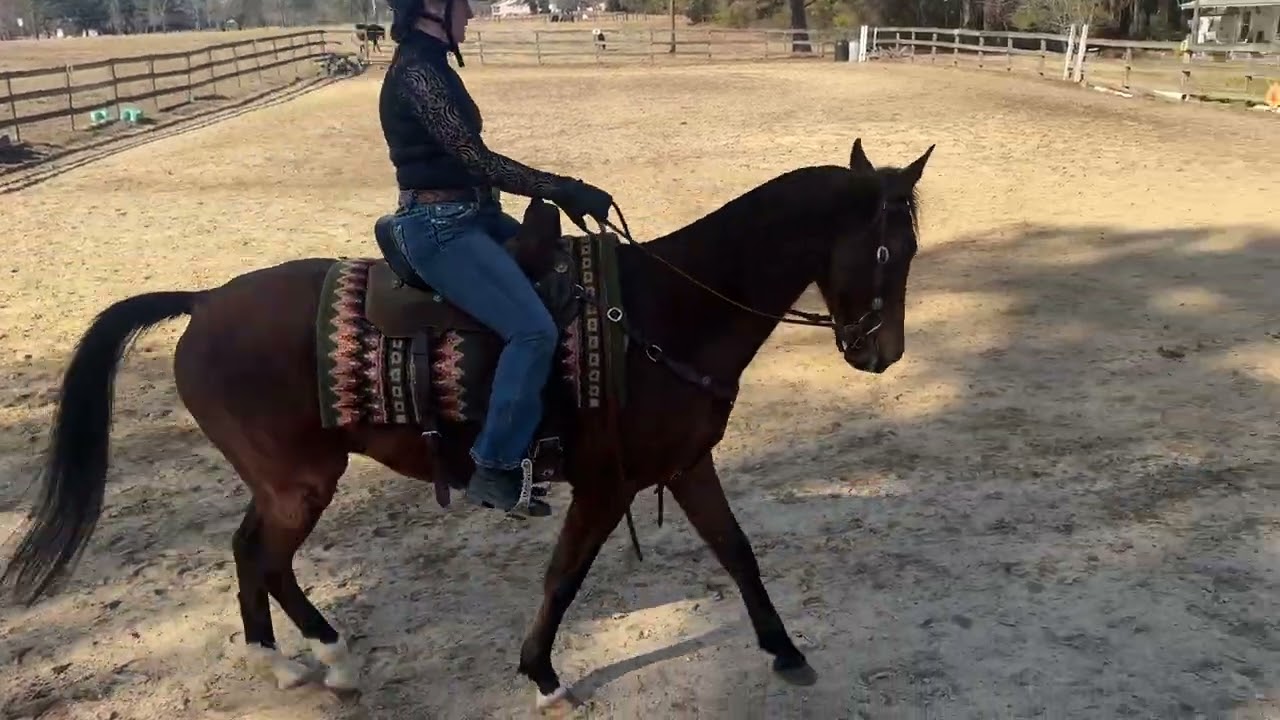 Aurora DeLuca/Silverhill Kostyor, WDAA Basic 2, 22 January 2026, Dressage Shows Online