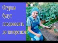 Как продлить плодоношение огурцов до октября