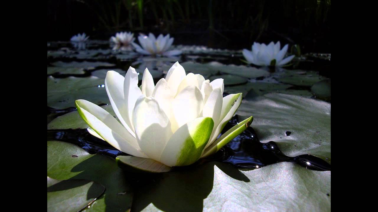 EN MALARUM NINAIVUGAL   NAAN AADA NEE PAADU KANNA   MALA ORU MANGALA VILAKKU