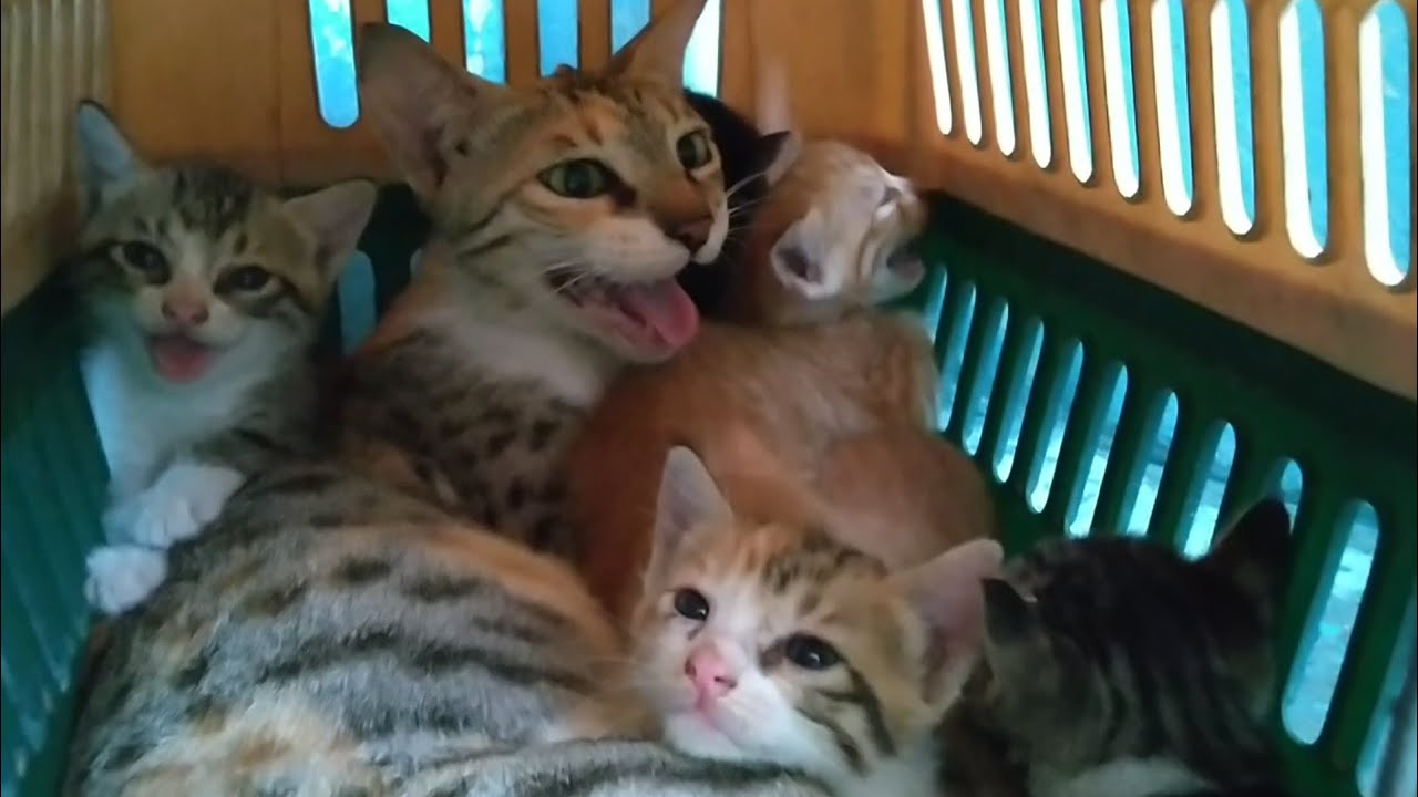 Mother Cat And Her Kittens Panting Because Of Stress After They Were