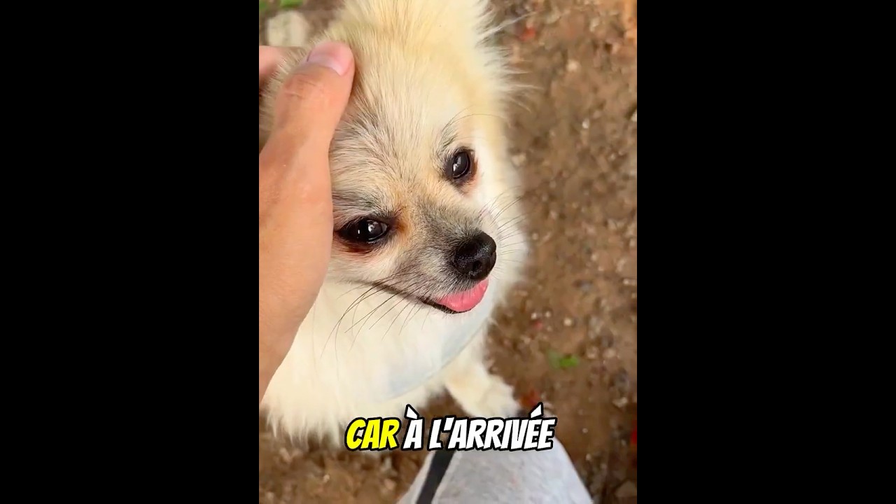Ce Chien A Voulu Aider Son Propriétaire