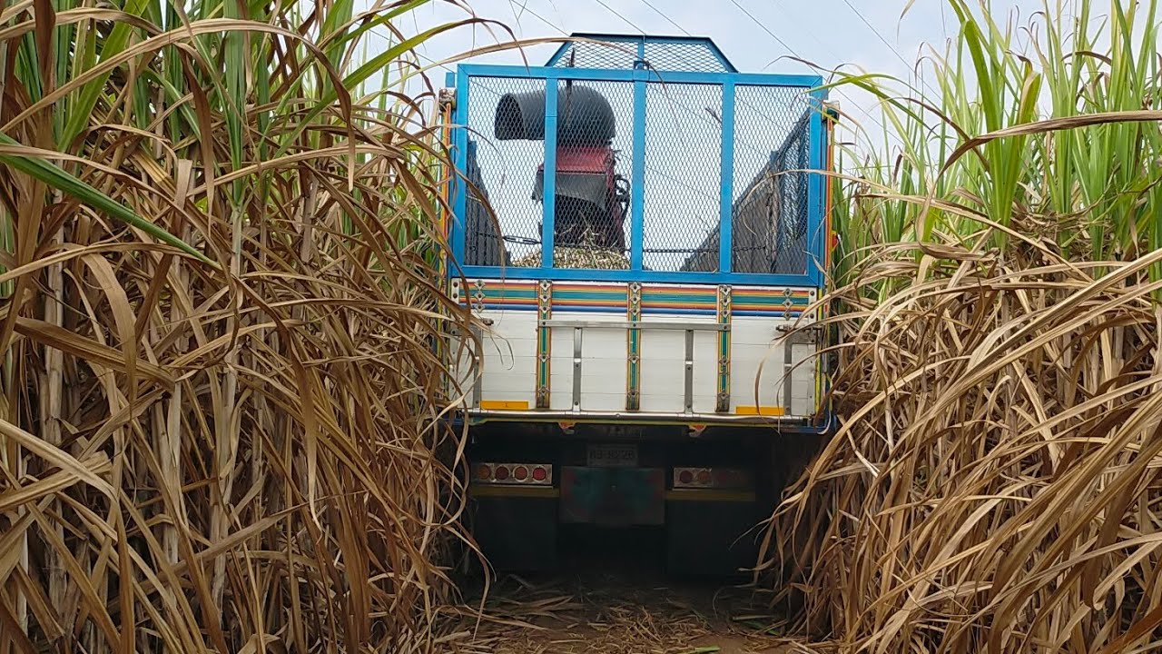 รถตัดอ้อยไร่ศรีบุญเรืองเปิดแปลงสุดโหด!! มันส์สุดๆมุดตลอดแปลง
