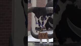Nebraska police pulled over a car with a giant bull named Howdy Doody crammed into passenger seat