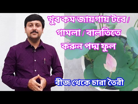 পদ্ম ফুলের বীজ থেকে কীভাবে চারা তৈরী করা হয় || পদ্মের যত্ন ও পরিচর্যা পর্ব ০১/২০২১ || My Garden