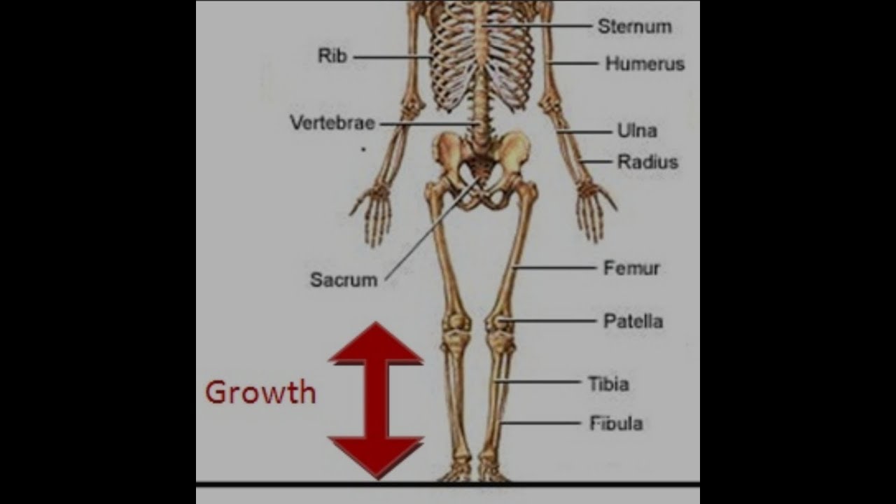 How to lengthen Fibula & Tibia (Shin Bone) by 23 inches YouTube