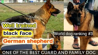 Best quality well trained german shepherd dog for sale | friendly | short coat || gsd facts in hindi