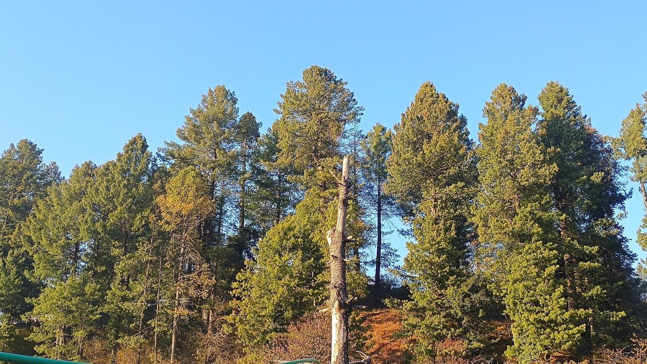 Exploring Nathia Gali – Pakistan’s Most Peaceful Hill Spot 