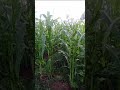 Update Video Of Farm Forest Estate #farming +2349032836993