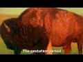 Scientific Classification of the Bison 