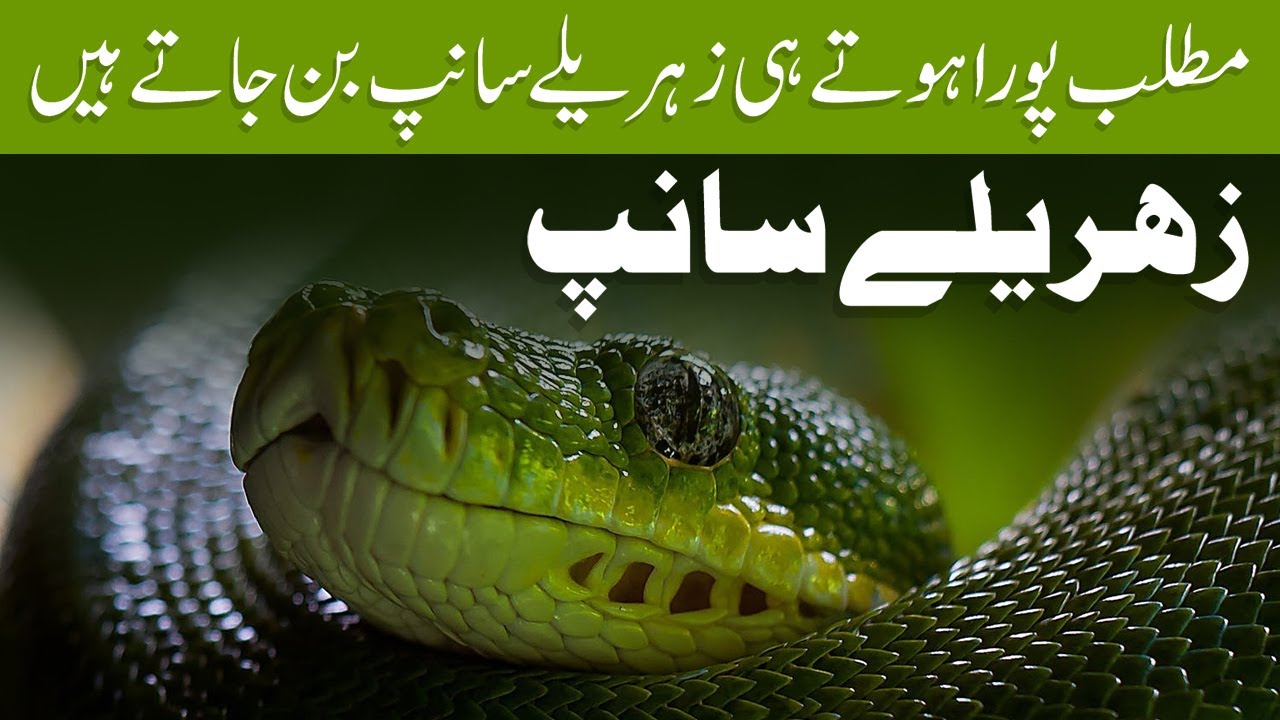 Best Urdu Quotes Golden Words In Urdu Matlabi Insan Quotes Aqwal E Zareen Muhammad Suleman Ali Youtube