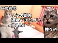 【長老part③】87歳長老が91歳最長老を連れてきた時の話＃猫マニ＃猫ミーム