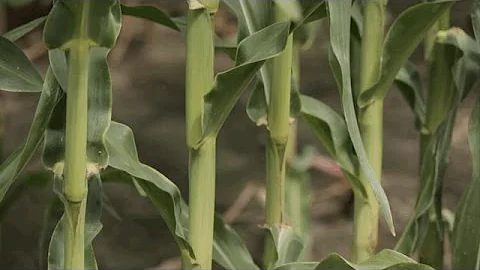 Corn Stalk Lodging - Douglas Cook - April 21, 2017